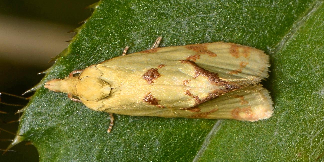 Agapeta hamana - Tortricidae? S